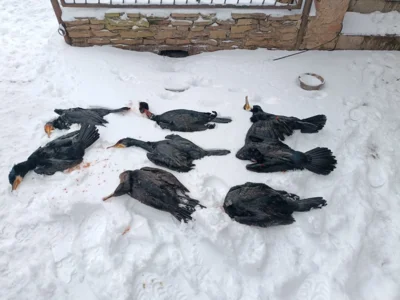 Jagdstrecke Helmeaue bei Oberr&ouml;blingen  (Bild vergr&ouml;&szlig;ern)