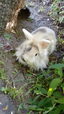 Foto des Albums: Kaninchen Stracciatella