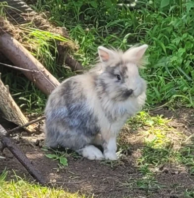 Foto des Albums: Kaninchen Stracciatella