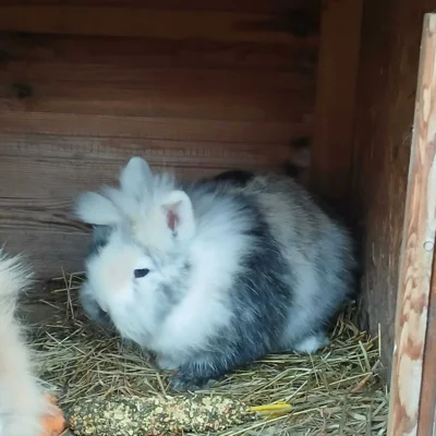 Foto des Albums: Kaninchen Stracciatella
