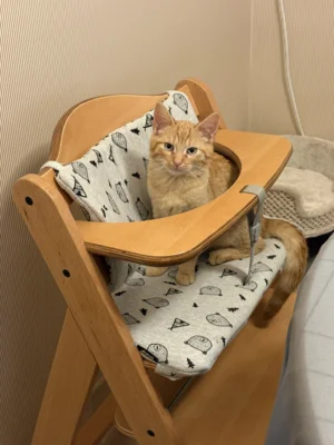 Foto des Albums: Kater Rudi