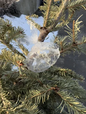 20260117-Weihnachtsbaumsammlung-04  (Bild vergr&ouml;&szlig;ern)