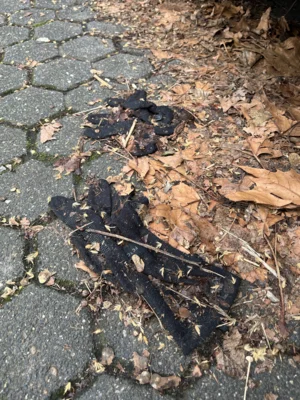 Foto des Albums: CleanUp Hürth am Kiebitzweg
