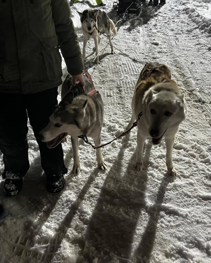 Bild: Schlittenhunde