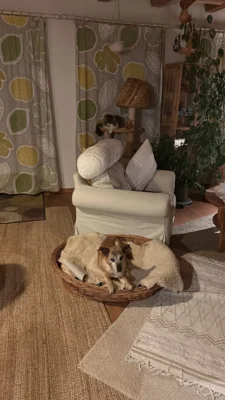 Foto des Albums: Hund Benny
