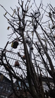 Foto des Albums: Futterglocken 2a 2026