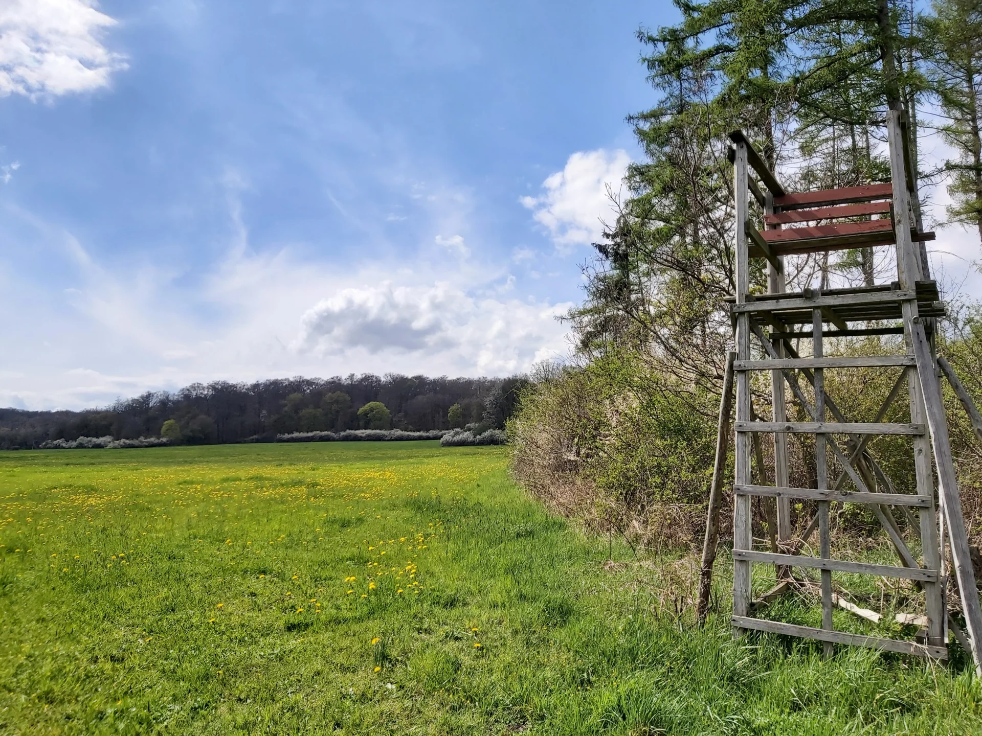 Bild : Hörnchen (vor dem Hainich)_04.23