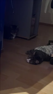 Foto des Albums: Kater Charlie