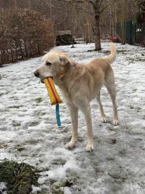 Foto des Albums: Hund Ole