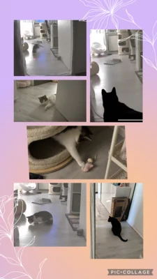Foto des Albums: Katze Feli