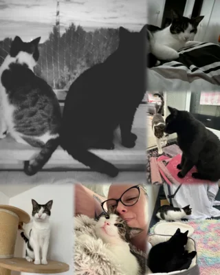 Foto des Albums: Katze Feli