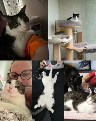 Foto des Albums: Katze Feli