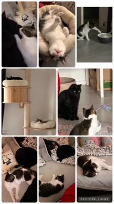 Foto des Albums: Katze Feli