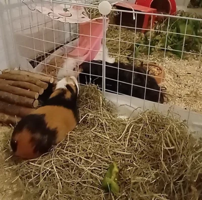 Foto des Albums: Meerschwein Timmi