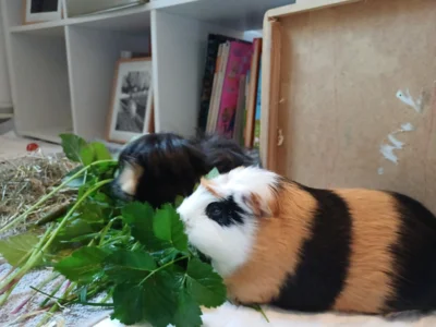 Foto des Albums: Meerschwein Timmi