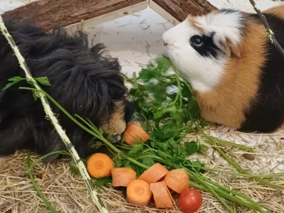 Foto des Albums: Meerschwein Timmi