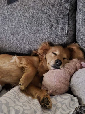 Foto des Albums: Hund Emmi