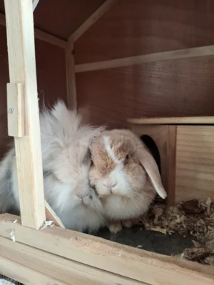 Foto des Albums: Kaninchen Fee