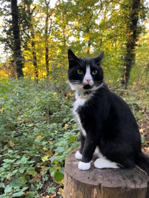 Foto des Albums: Kater Camaro
