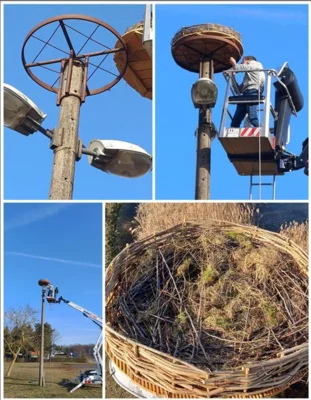 Foto des Albums: Neues Storchennest in Neuendorf