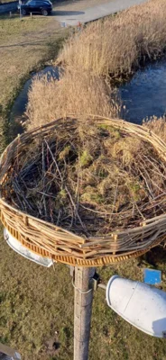 Foto des Albums: Neues Storchennest in Neuendorf