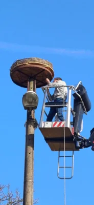 Foto des Albums: Neues Storchennest in Neuendorf