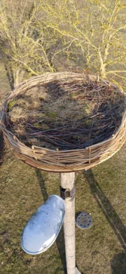 Foto des Albums: Neues Storchennest in Neuendorf