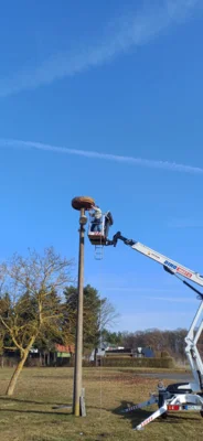 Foto des Albums: Neues Storchennest in Neuendorf