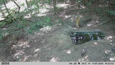 Foto des Albums: Trinkwasserstellen für Wildtiere