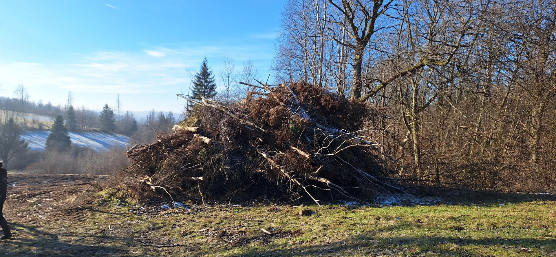 Bild: Fichtenabraum