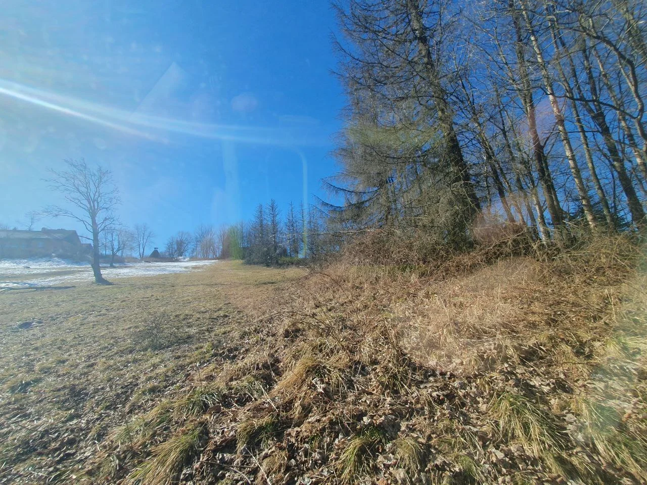 Bild: Wiesenrand mit Fichten bei St Andreasberg