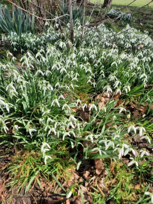 Schneegl&ouml;ckchen auf dem Schulgel&auml;nde  (Bild vergr&ouml;&szlig;ern)