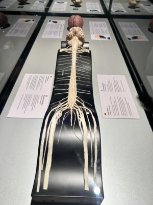 Vorschaubild: Körperwelten2