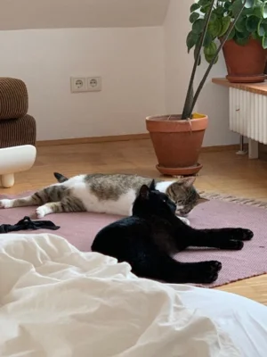Foto des Albums: Iggy und Elmo