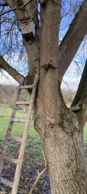 Leiter am Baum vorm NIstkasten  (Bild vergr&ouml;&szlig;ern)