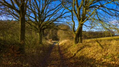Foto des Albums: Weg zwischen Mentin und Ruhner Wald