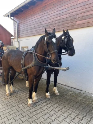Foto des Albums: langenmayr