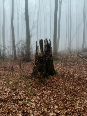 Mystisch  (Bild vergr&ouml;&szlig;ern)