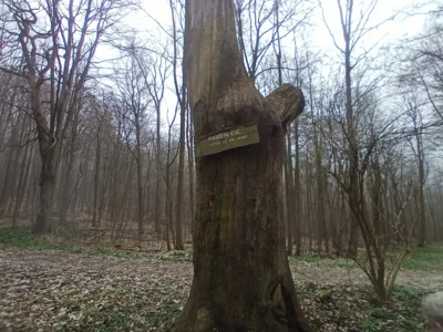 ... ca. 300 Jahrte alt.  (Bild vergr&ouml;&szlig;ern)