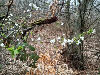 Fr&uuml;hling ist da!  (Bild vergr&ouml;&szlig;ern)