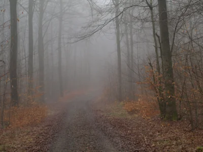 Nochmals Nebel.  (Bild vergr&ouml;&szlig;ern)