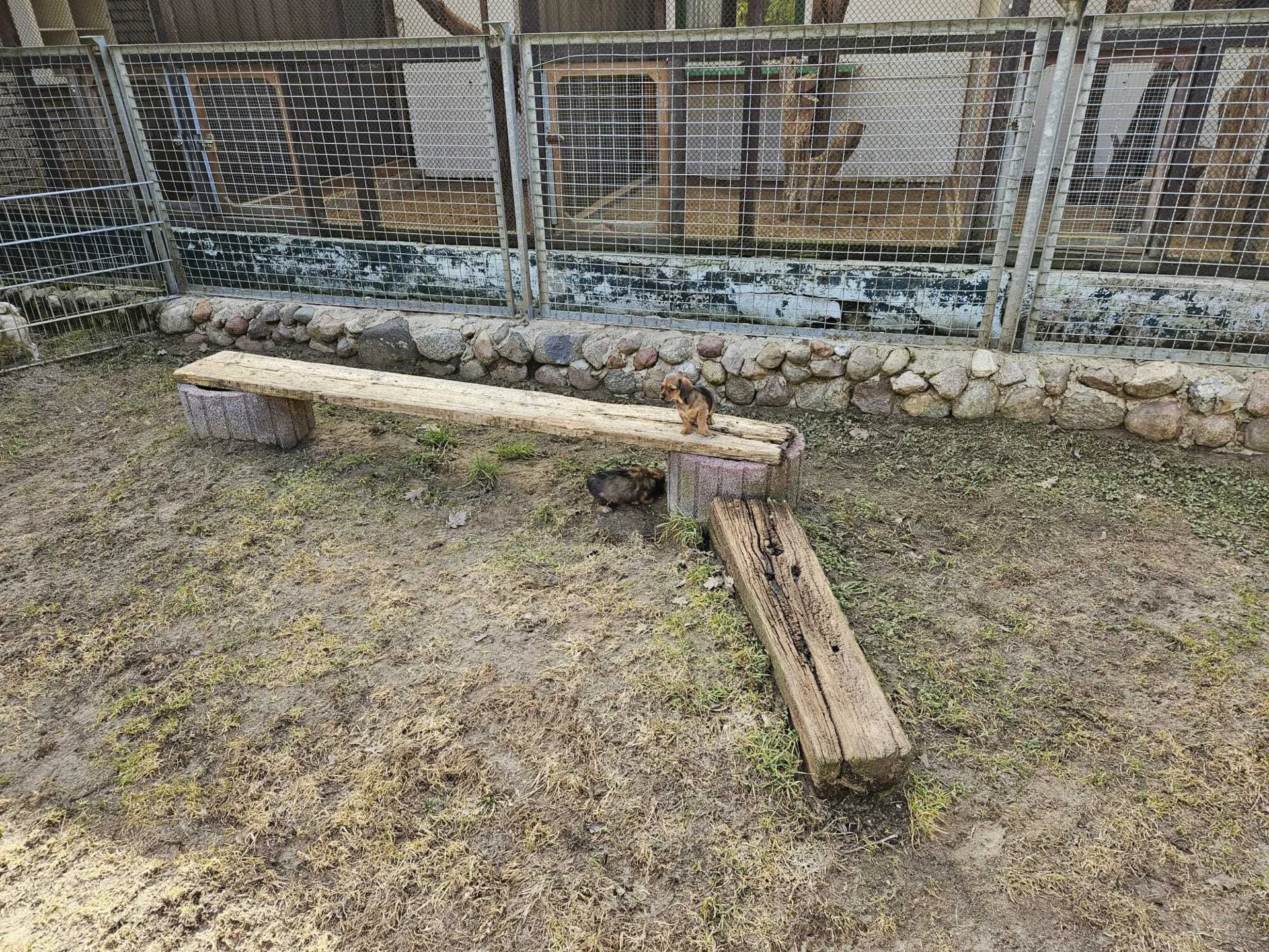 Bild: Tierheim