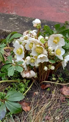 Bild von Angelika Sens  (Bild vergr&ouml;&szlig;ern)