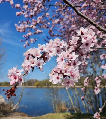 Fotoalbum Frühlingserwachen in Falkensee