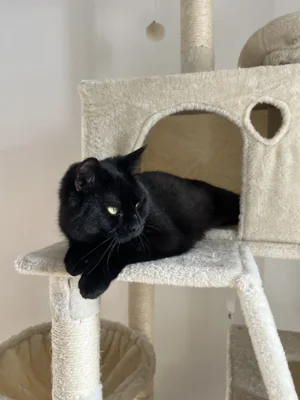 Foto des Albums: Katze Fussel