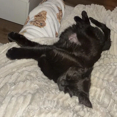 Foto des Albums: Katze Fussel