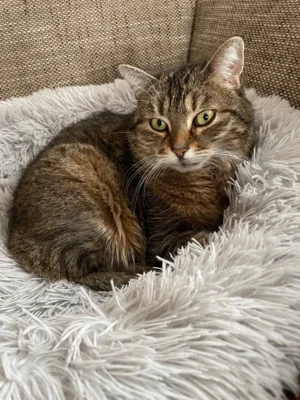 Foto des Albums: Katze Dina