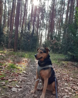Foto des Albums: Hund Paco