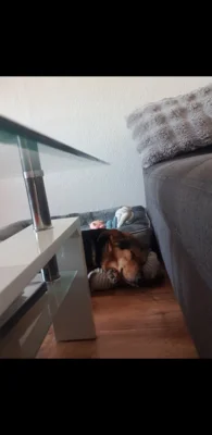 Foto des Albums: Hund Paco
