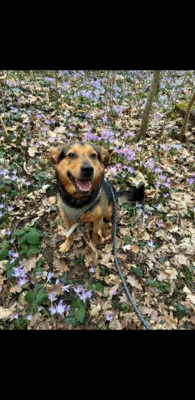 Foto des Albums: Hund Paco
